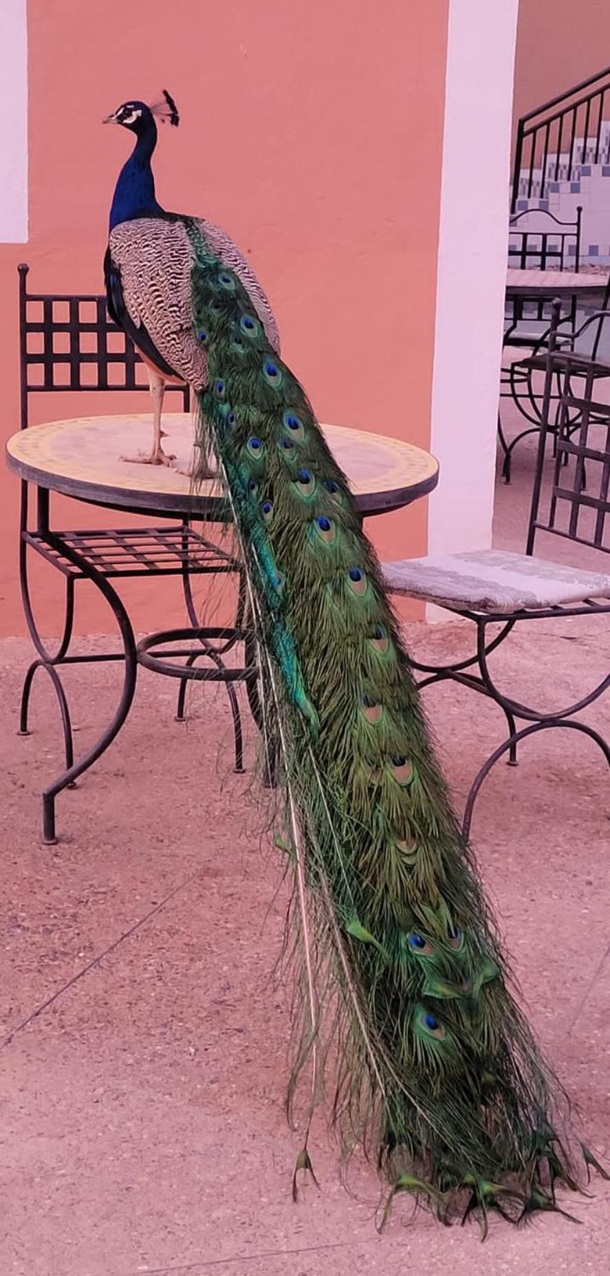 Отель Au Jardin De Tamnougalt Агд Экстерьер фото
